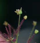 American smoketree